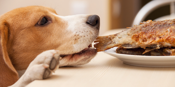 How to Stop Your Dog From Counter Surfing